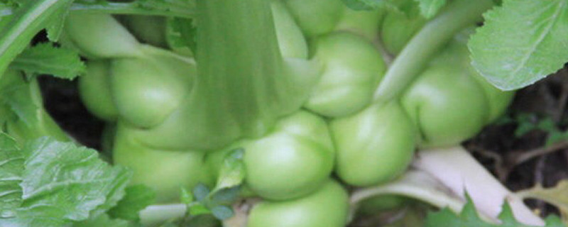 芥头是什么菜 芥头是什么菜