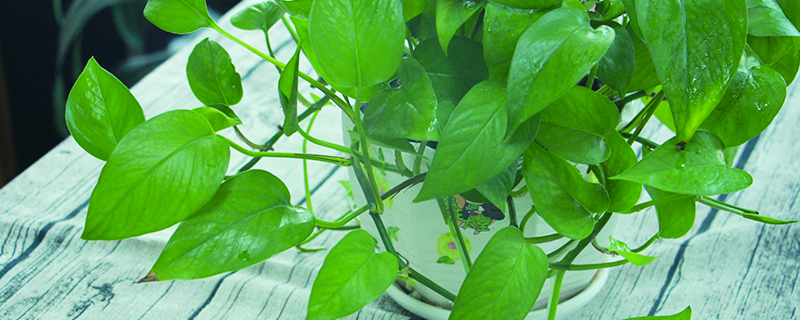适合长期室内养殖的植物 适合长期室内养殖的植物