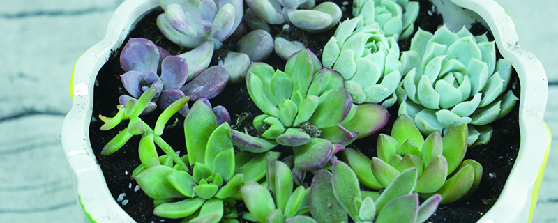 青苔可以铺在多肉上面吗 青苔可以铺在多肉上面吗