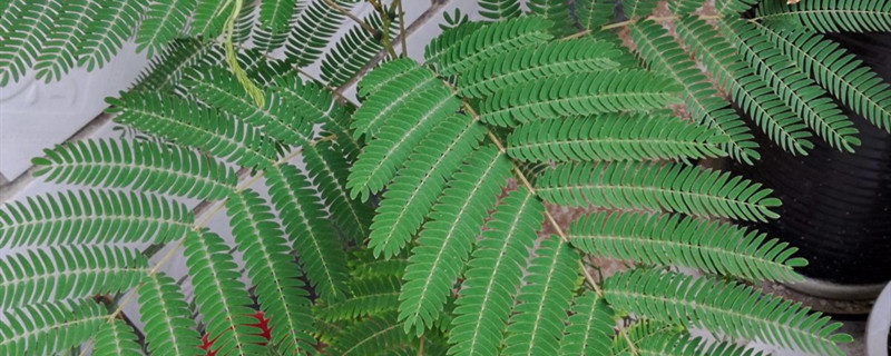 黄芪是什么植物的根 黄芪是什么植物的根