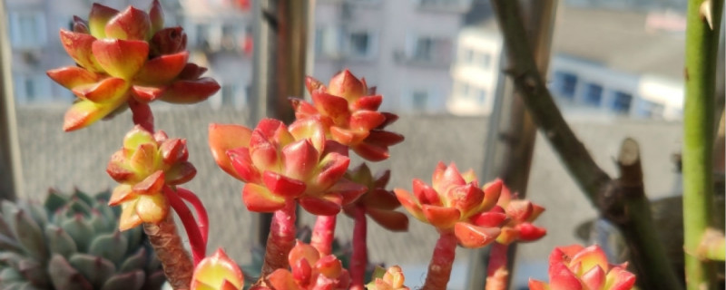 蒂亚多肉开花需要剪掉吗 蒂亚多肉开花需要剪掉吗