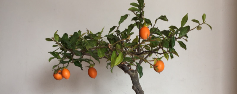 金弹子没有公花授粉能结果吗 金弹子没有公花授粉能结果吗