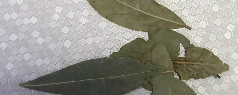 香叶树北方能种植吗 香叶树北方能种植吗