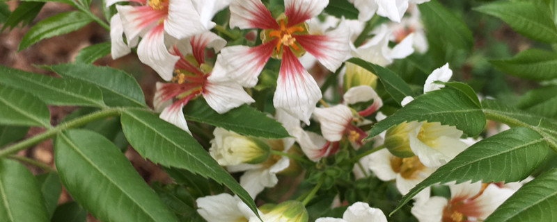文冠花花语 文冠花花语