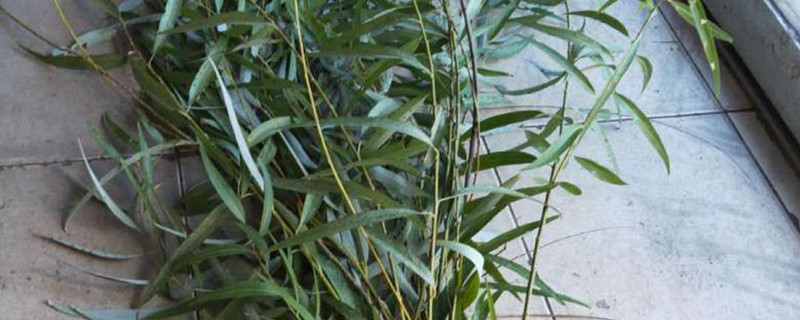 绦柳与垂柳的区别 绦柳与垂柳的区别