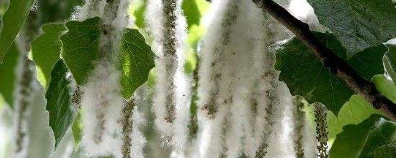 毛白杨是什么植物 毛白杨是什么植物