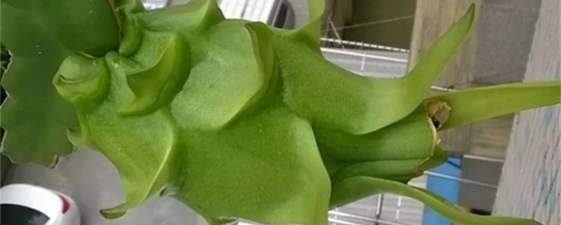 火龙果种植盆栽方法 火龙果种植盆栽方法
