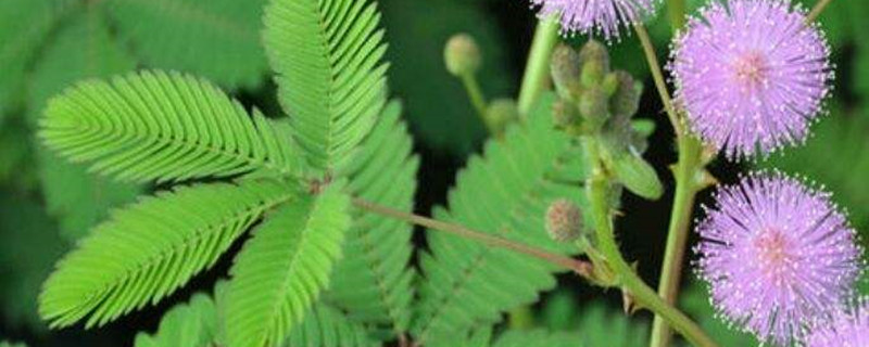 含羞草喜阳还是喜阴 含羞草喜阳还是喜阴