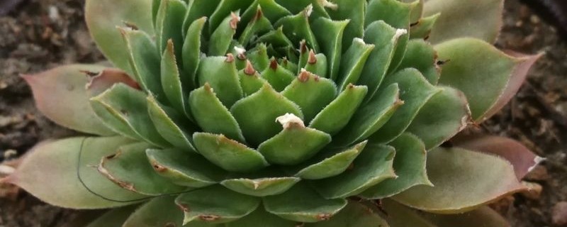 花草长虫子最佳杀虫方式 花草长虫子最佳杀虫方式