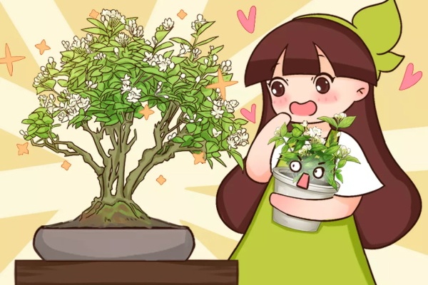 这花养在小盆里,2年变老桩,茎干粗壮开花香,1次能开50朵! 这花养在小盆里,2年变老桩,茎干粗壮开花香,1次能开50朵!