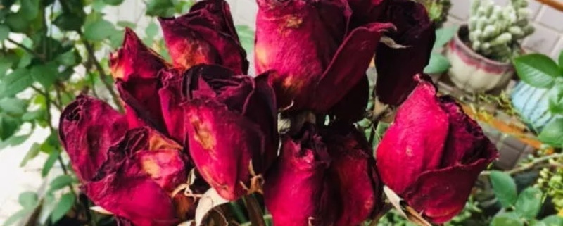 玫瑰花做干花的方法 玫瑰花做干花的方法