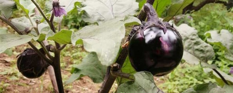 茄子怎样打叶和整枝 茄子怎样打叶和整枝