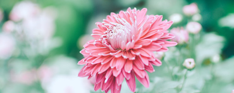 大丽花块根怎么种 大丽花块根怎么种
