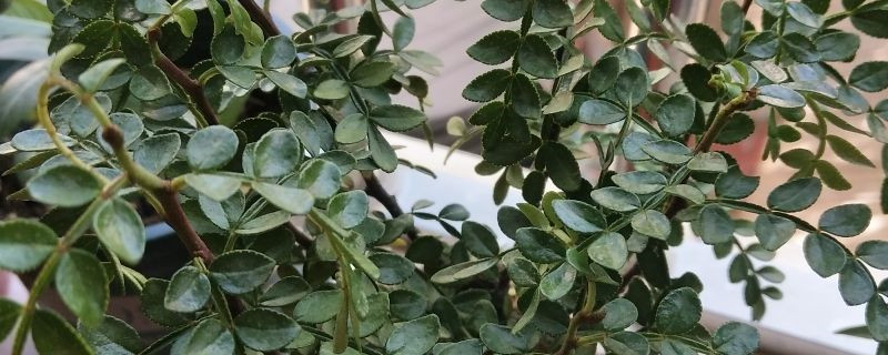 胡椒木叶片耷拉不精神 胡椒木叶片耷拉不精神