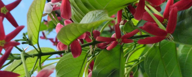 水君子花的养殖方法 水君子花的养殖方法