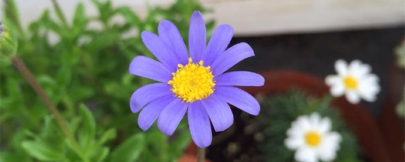 蓝色玛格丽特花怎么养 蓝色玛格丽特花怎么养