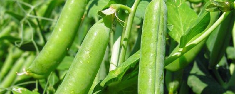 豌豆是毛豆吗 豌豆是毛豆吗