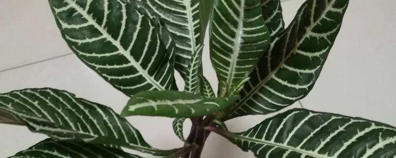 斑马花的养殖方法和注意事项 斑马花的养殖方法和注意事项