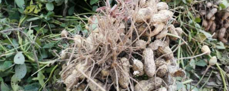 花生带壳播种方法 花生带壳播种方法