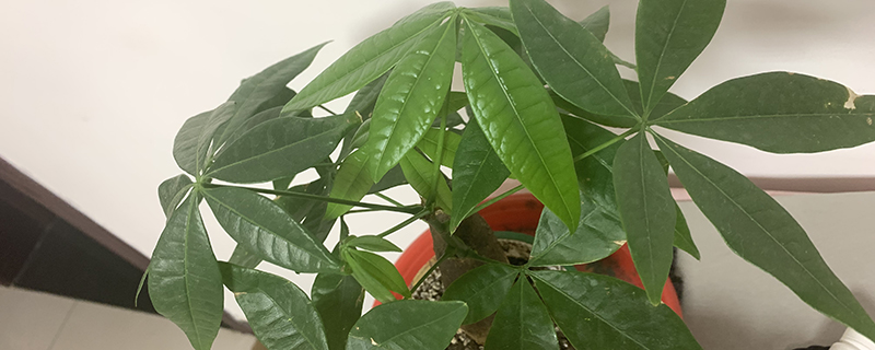 光杆发财树催芽方法 光杆发财树催芽方法