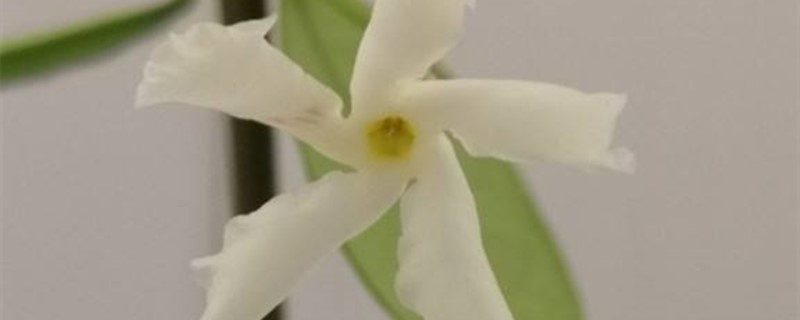 风车茉莉一直不长 风车茉莉一直不长
