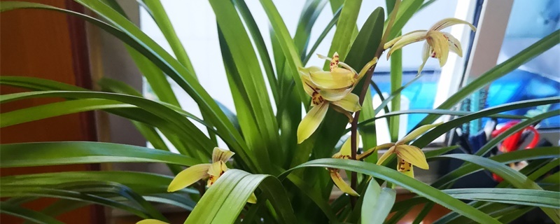 兰花植料发霉怎么办 兰花植料发霉怎么办