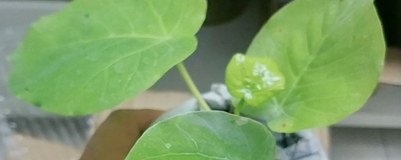 爱心榕的养殖方法和注意事项
