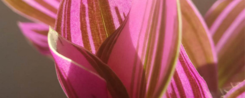 油画花怎么养 油画花怎么养