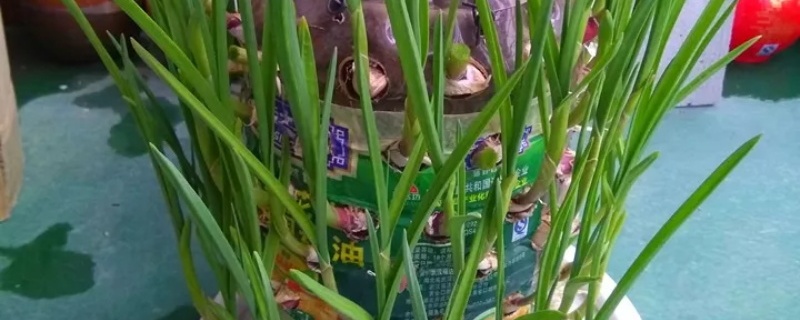 三四月份可以种大蒜吗 三四月份可以种大蒜吗