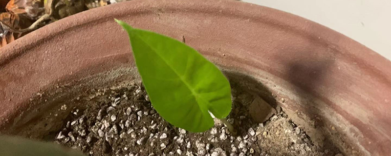 花盆土变少了怎么添加 花盆土变少了怎么添加
