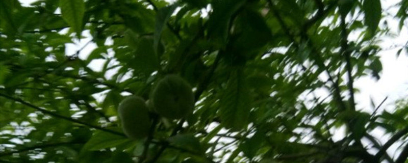 怎么防止油蟠桃裂果 怎么防止油蟠桃裂果