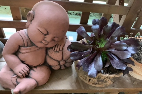 花盆里摆了它,更有趣、更新奇,邻居来了想搬走! 花盆里摆了它,更有趣、更新奇,邻居来了想搬走!