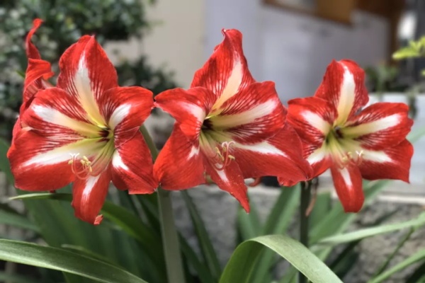 这花不是一次性,开完养叶子,根胖的像皮球! 这花不是一次性,开完养叶子,根胖的像皮球!