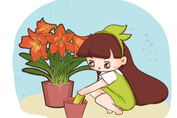 朱顶红怎么养?种球不能全埋土里,不然... 朱顶红怎么养?种球不能全埋土里,不然...