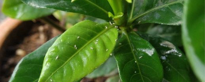 花叶背面有好多小黑点 花叶背面有好多小黑点