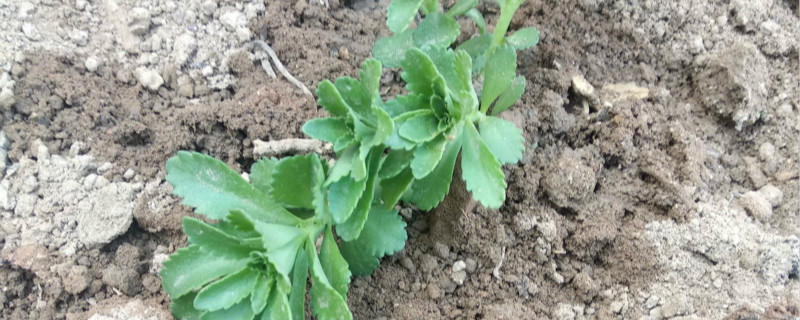 养心菜的盆栽种植方法 养心菜的盆栽种植方法