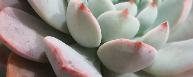 红粉佳人花的养殖方法 红粉佳人花的养殖方法