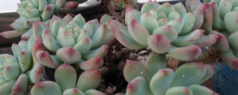 蓝苹果的花剑要不要剪 蓝苹果的花剑要不要剪