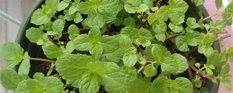 薄荷叶片发黄焦叶 薄荷叶片发黄焦叶