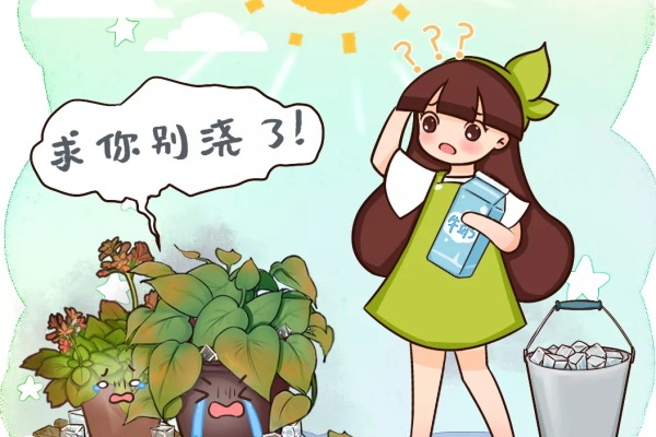 夏天养花,这种水不能浇,花一喝就死! 夏天养花,这种水不能浇,花一喝就死!