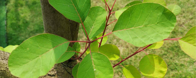 黄栌下山桩种植方法 黄栌下山桩种植方法