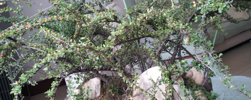 荀子下山桩怎么提高成活率 荀子下山桩怎么提高成活率