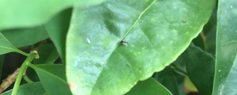 夏天养花有小飞虫子怎么办 夏天养花有小飞虫子怎么办