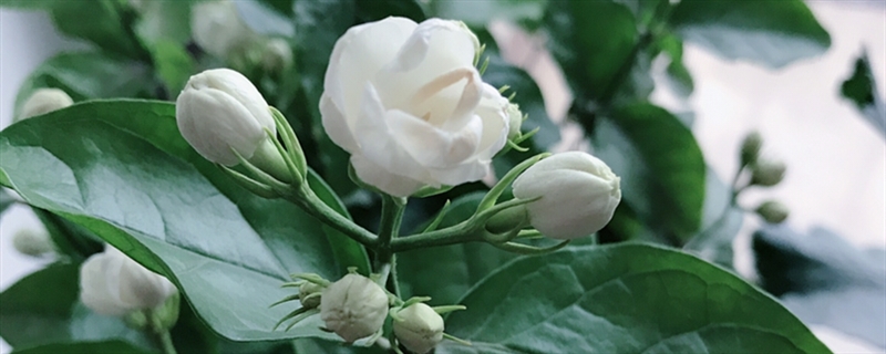 茉莉养护方法 茉莉养护方法