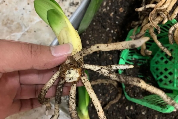 这花不用扦插,土里扒拉一堆小芽,立马1盆变10盆,懒人也能养! 这花不用扦插,土里扒拉一堆小芽,立马1盆变10盆,懒人也能养!