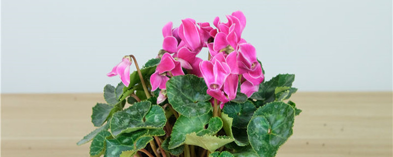 兔子花怎么养 兔子花怎么养