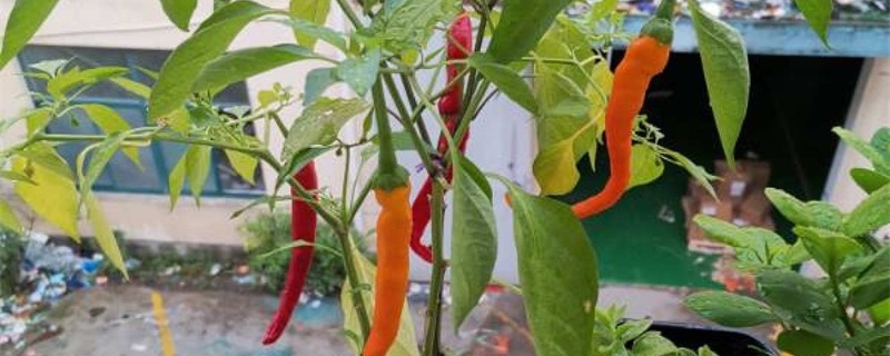 辣椒光开花不结果什么原因 辣椒光开花不结果什么原因