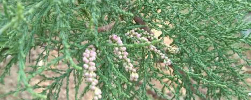 观音柳盆景怎么养 观音柳盆景怎么养