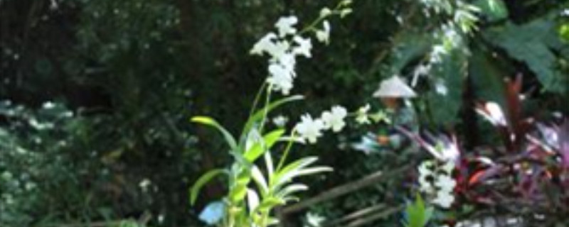 石斛的花怎么处理 石斛的花怎么处理