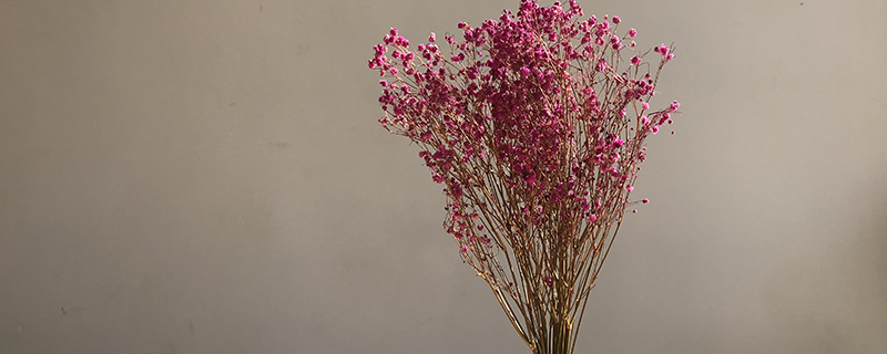 干花怎么晒 干花怎么晒